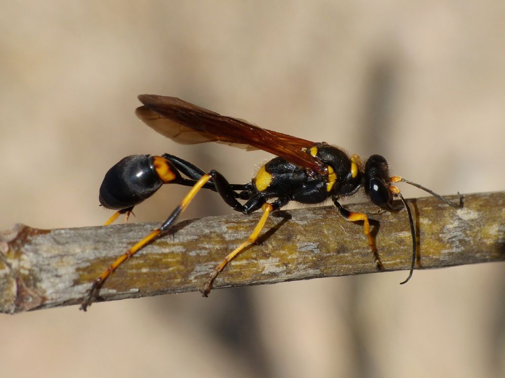 Hymenoptera da identificare: Sceliphron caementarium - Pantelleria